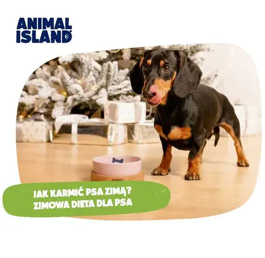 Twój pies pokocha! Jak gotować dla psa zdrowo i bezpiecznie?