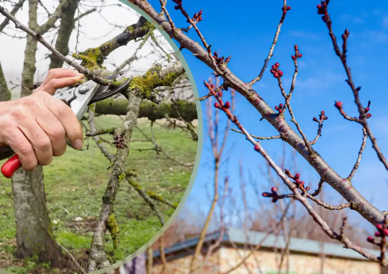 Przycinanie czereśni: ręka z sekatorami usuwa gałązkę, a na innych gałęziach widać pąki gotowe do kwitnienia.