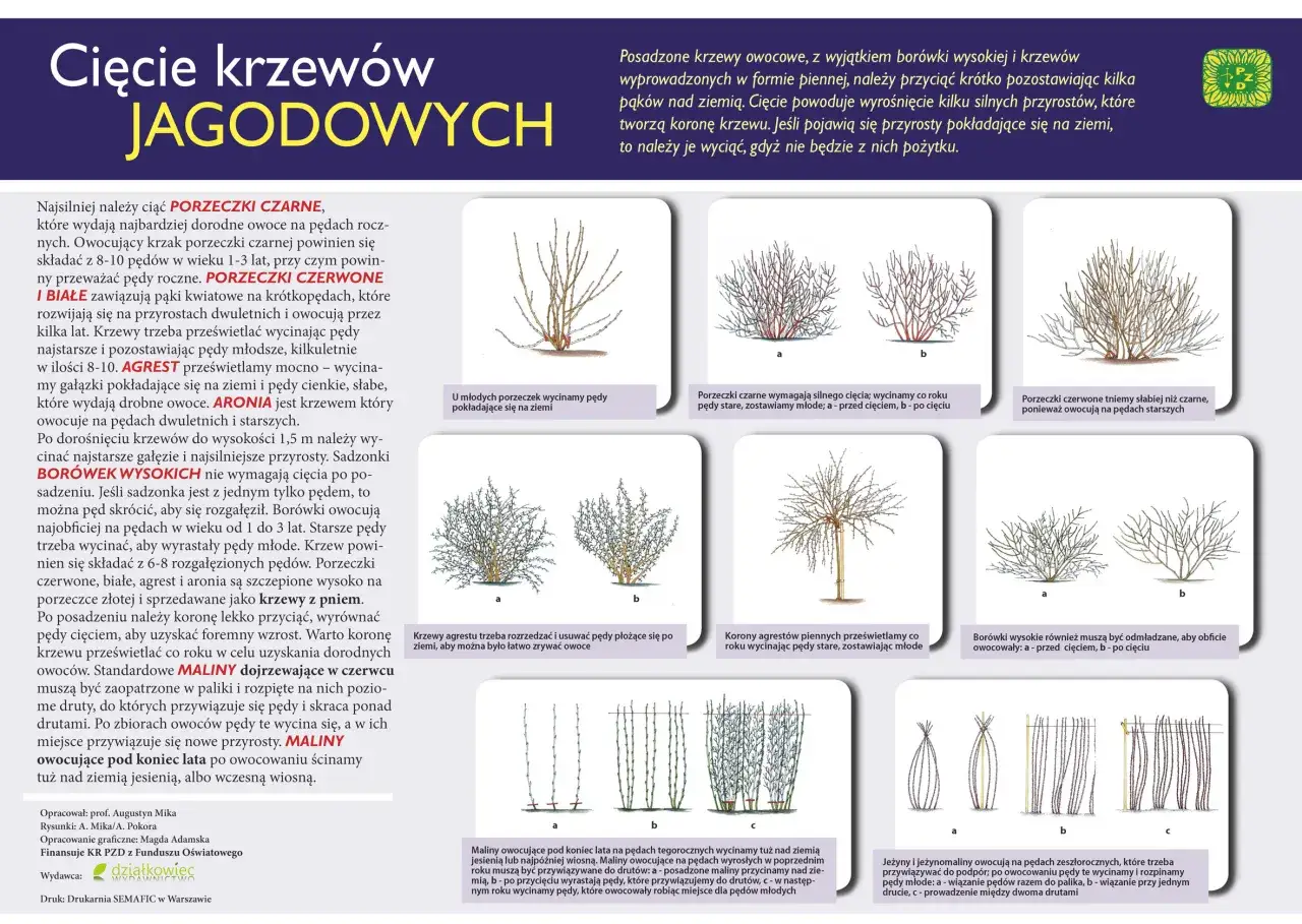 Agrest: Cięcie krok po kroku. Więcej owoców, zdrowszy krzew!