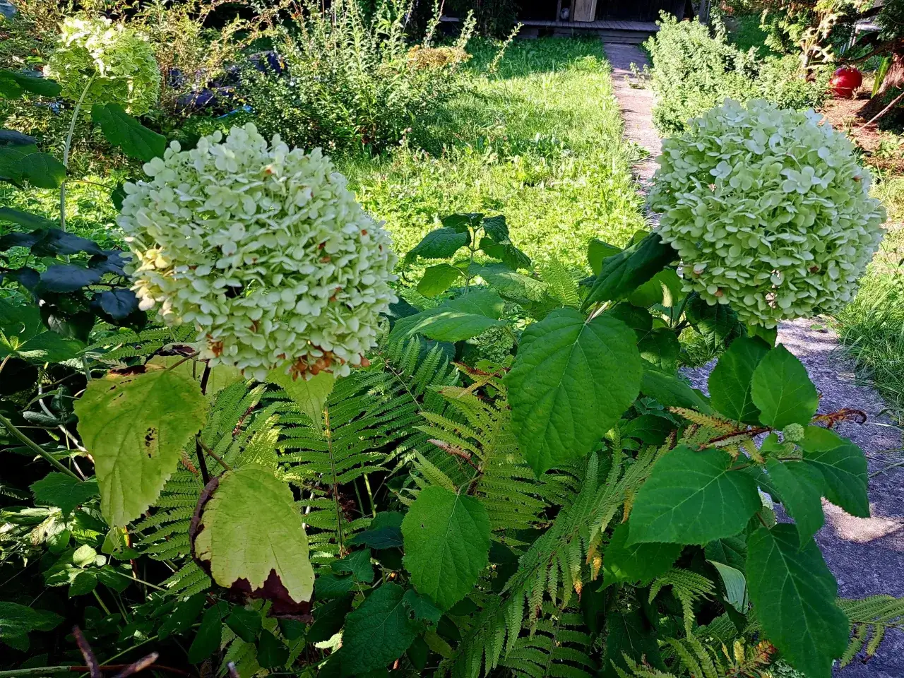Jaki nawóz do hortensji na wiosnę, aby zapewnić bujne kwitnienie?