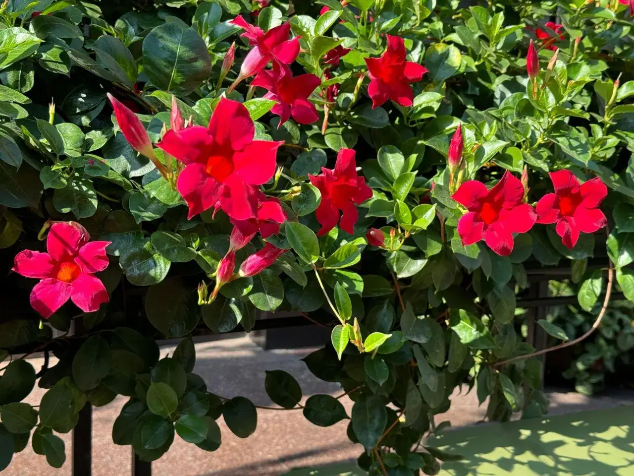 Kwiat sundaville w pełnym rozkwicie, gotowy do zimowania. Intensywnie czerwone kwiaty i soczysta zieleń liści.