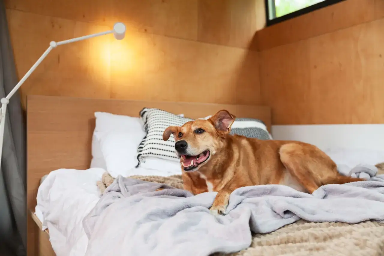 Jak wygląda hotel dla psów? Odkryj komfort i bezpieczeństwo dla pupila