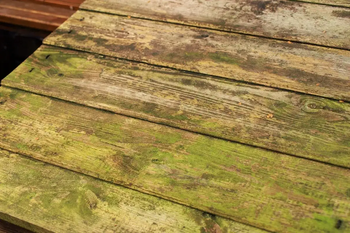 Skuteczne sposoby na usunięcie zielonego nalotu z drewnianego płotu