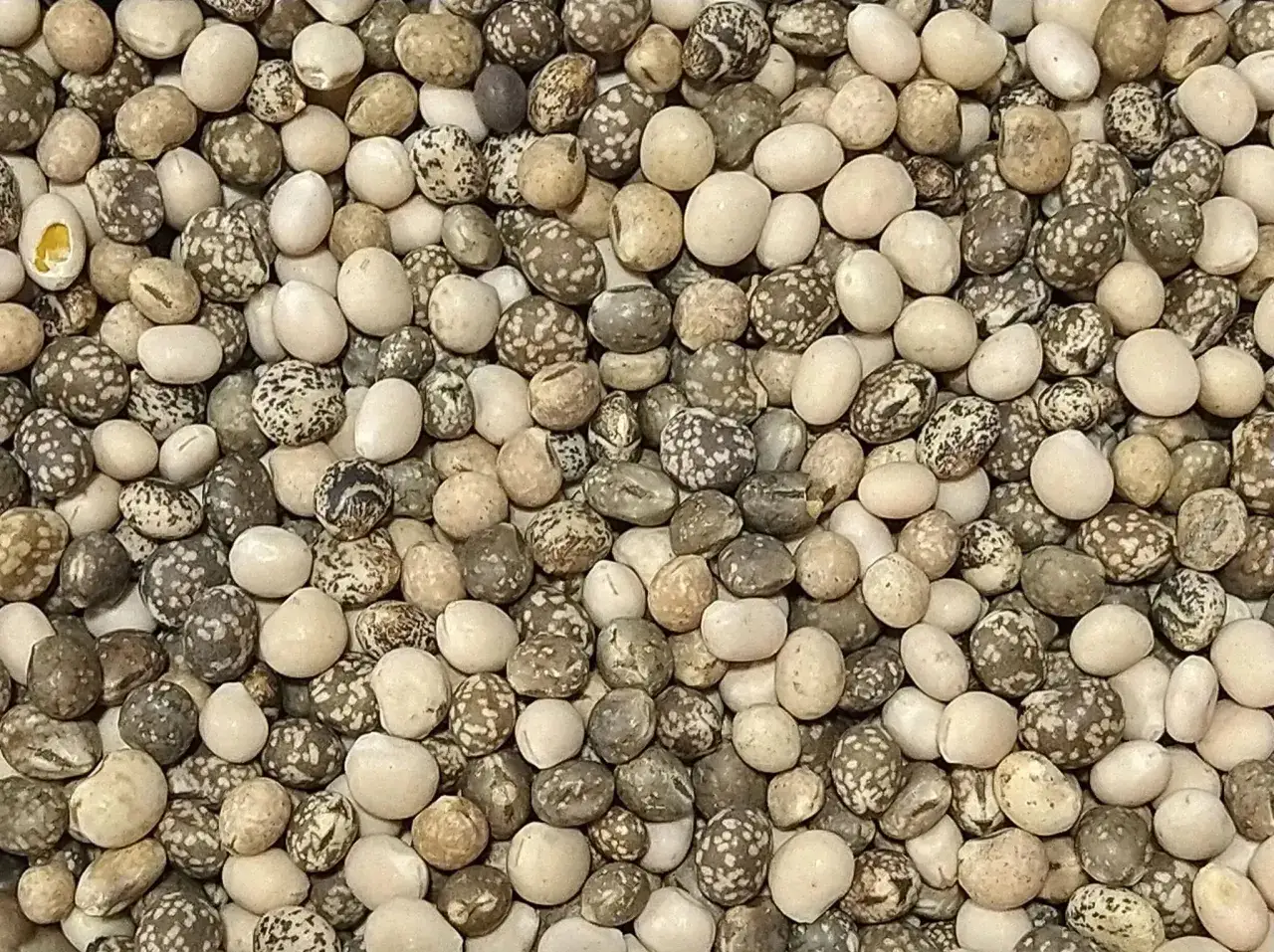 Ziarna łubinu, gotowe do przygotowania jako przynęta na ryby. Różne odcienie i wzory na ziarnach.