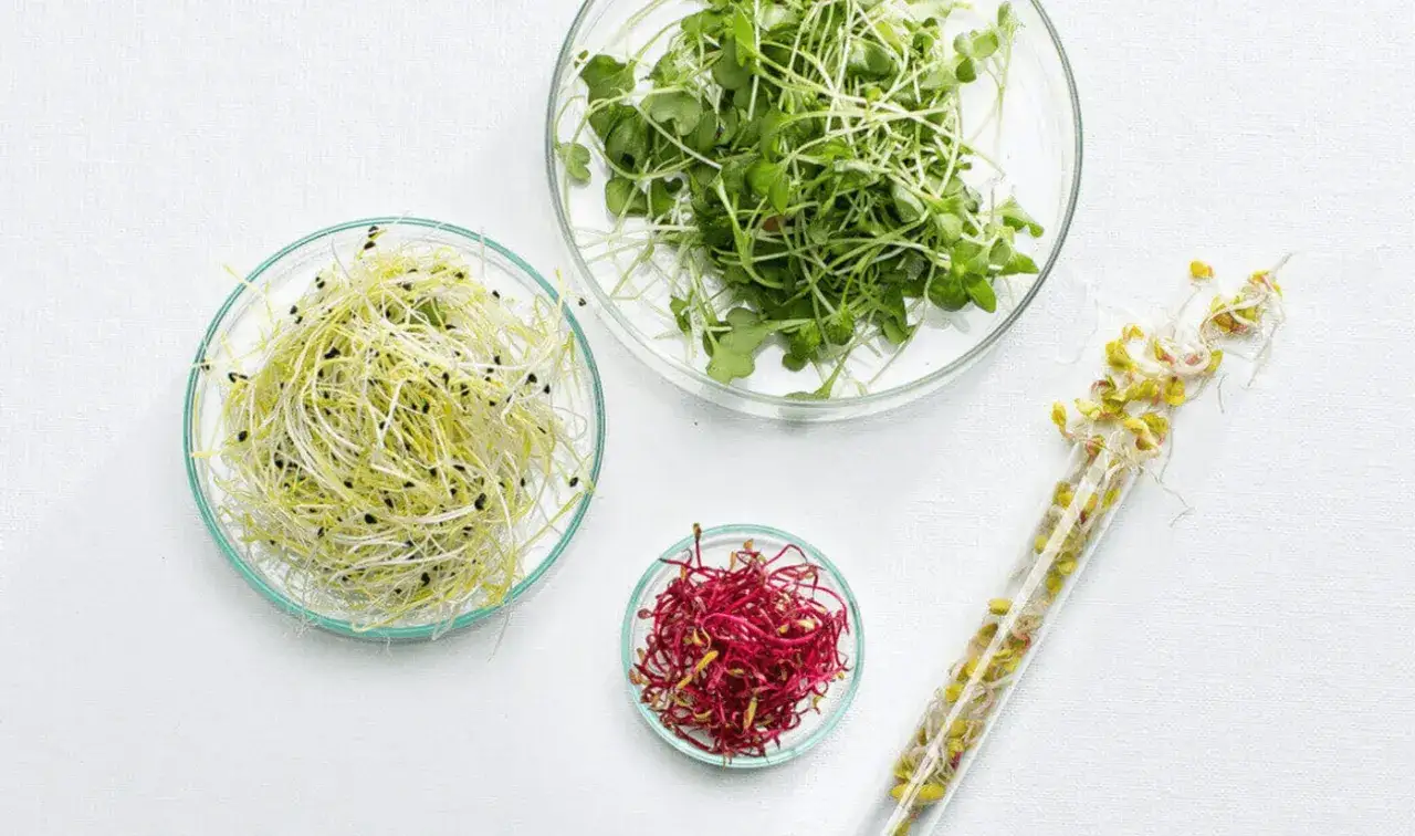  Nasiona do kiełkowania - kup nasiona na kiełki w sklepie w Warszawie