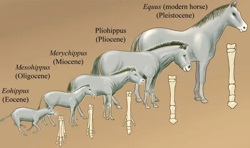 Zaskakujące ciekawostki o koniach i jeździectwie: Odkryj ich świat!