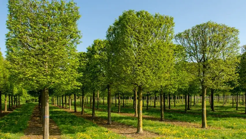 Jakie drzewa sadzić na osiedlach, aby uniknąć problemów w przyszłości?
