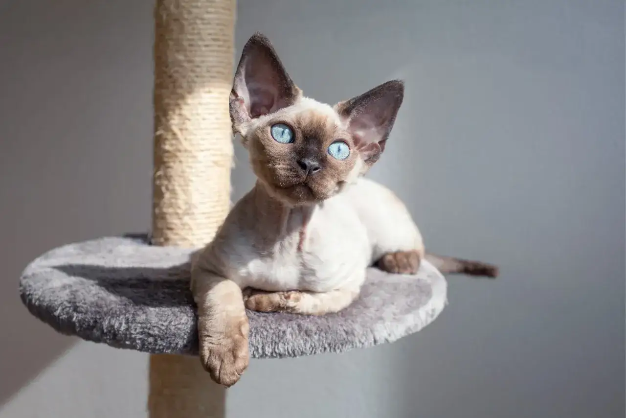 Gatto Devon Rex - charakterystyka, pielęgnacja i zdrowie kota