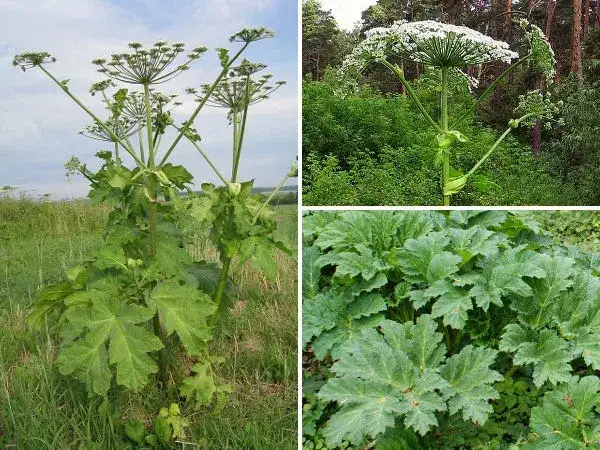 Chwast sosnowskiego: niebezpieczeństwa, objawy i skuteczne zwalczanie