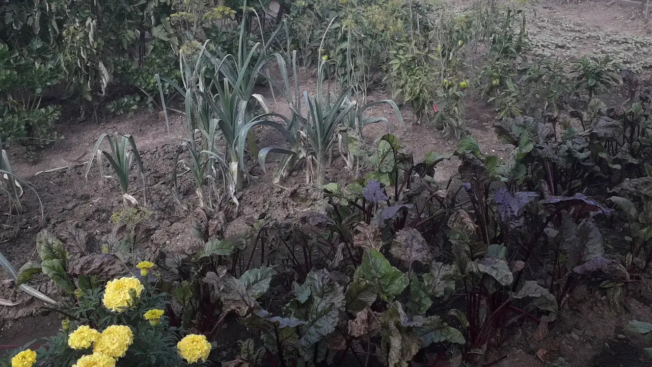 Nie każdy koper bezpieczny! Chwasty selerowate: Rozpoznaj i zwalcz