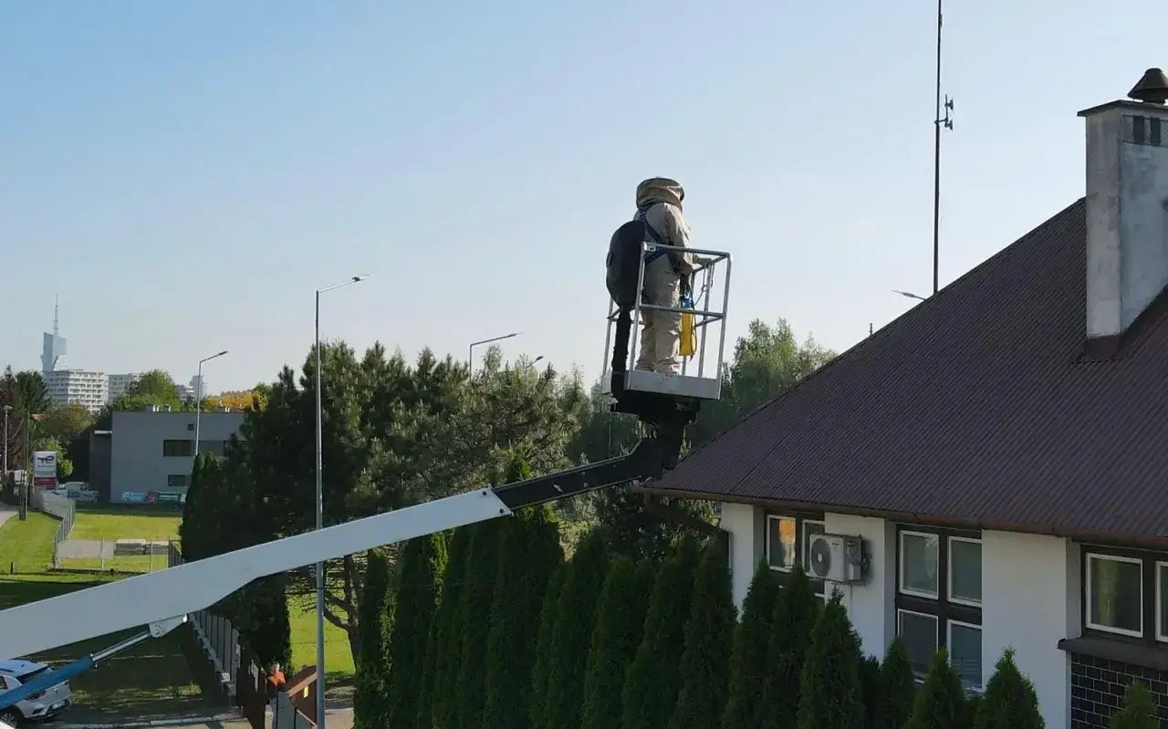 Osy z poddasza? Pozbądź się ich skutecznie i bezpiecznie!