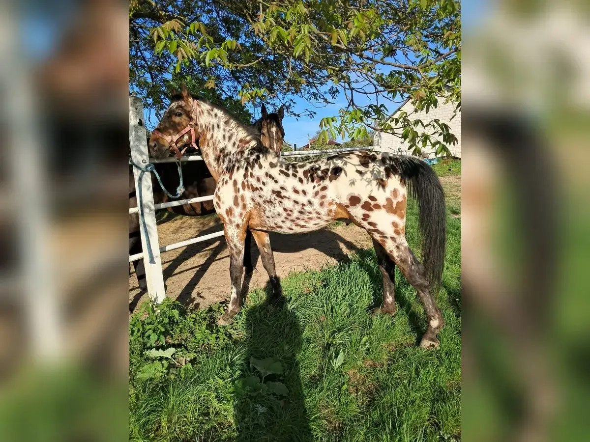 Koń w plamy, w tym tarantowaty, stoi na trawie pod drzewem.