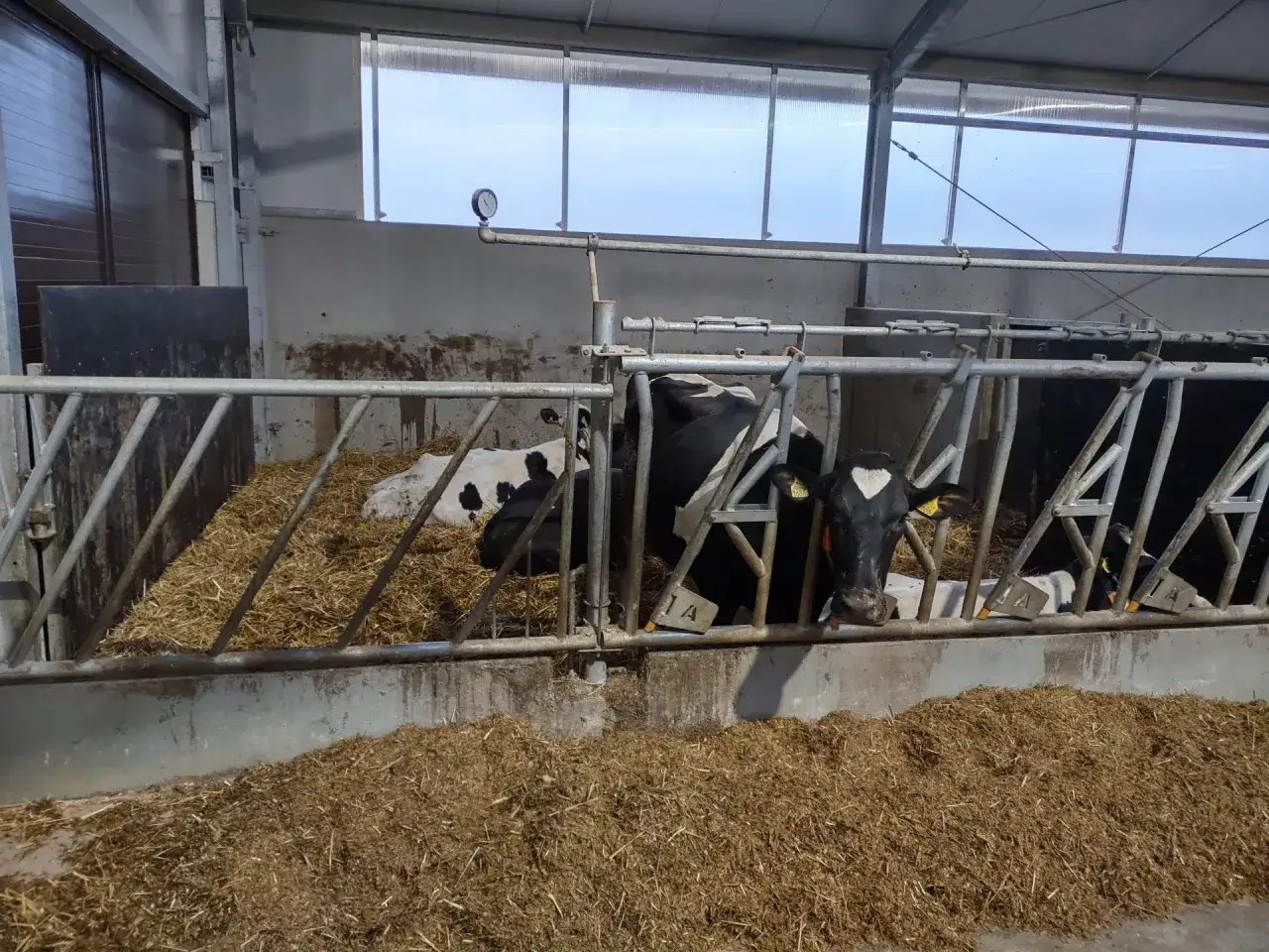 Ile kosztuje budowa obory na 30 sztuk bydła? Sprawdź, co wpływa na ceny