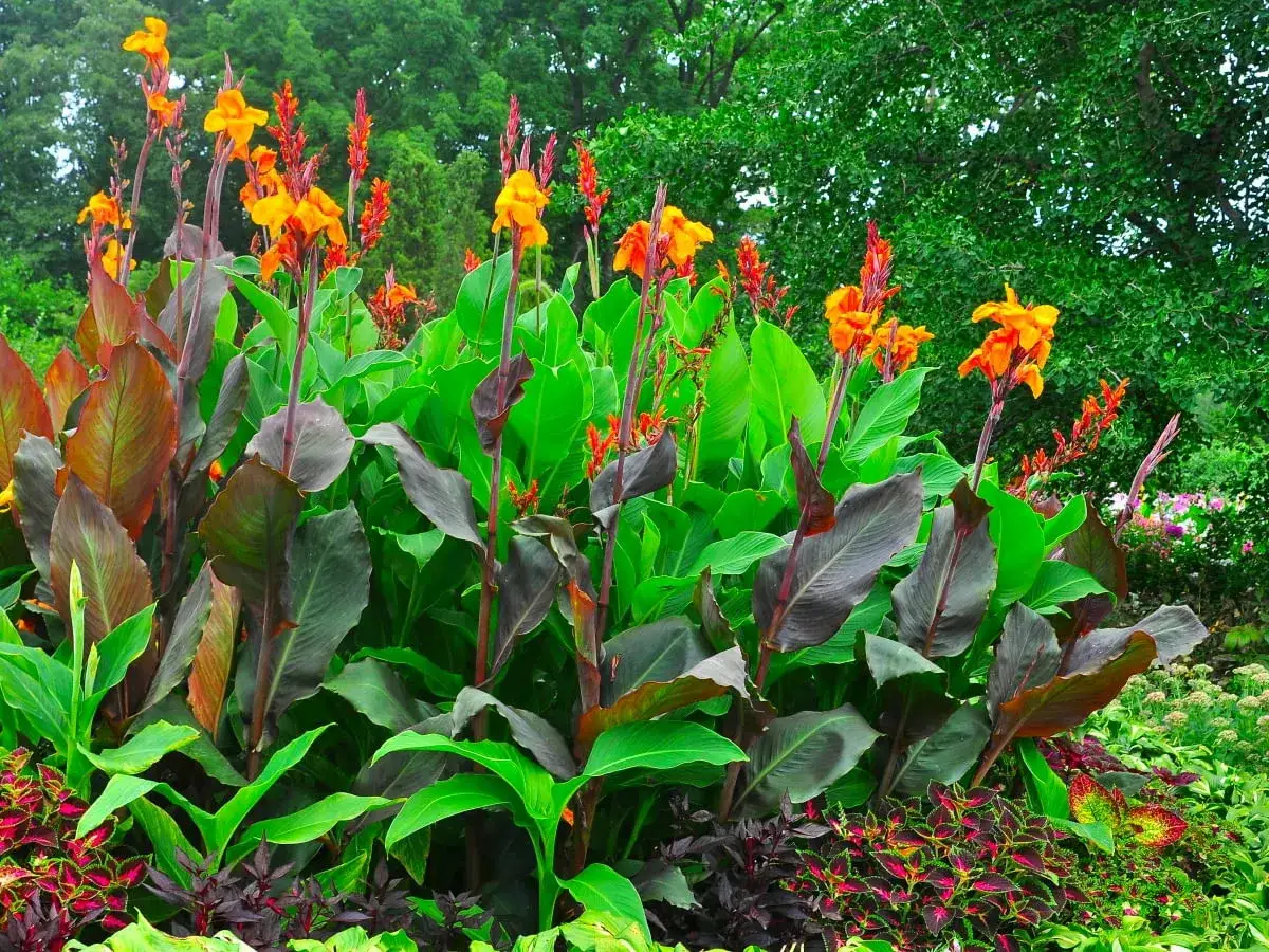 Kanna w donicy z pomarańczowymi kwiatami i ciemnymi liśćmi, otoczona zielenią i kolorowymi roślinami.