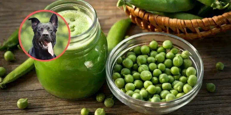 Czy pies może jeść groszek konserwowy? Sprawdź, jakie są zagrożenia