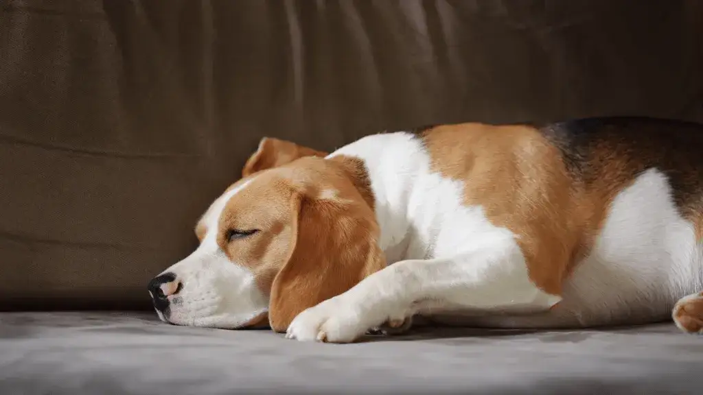 Ile kosztuje uśpienie psa u weterynarza? Sprawdź, jak przygotować się finansowo i emocjonalnie