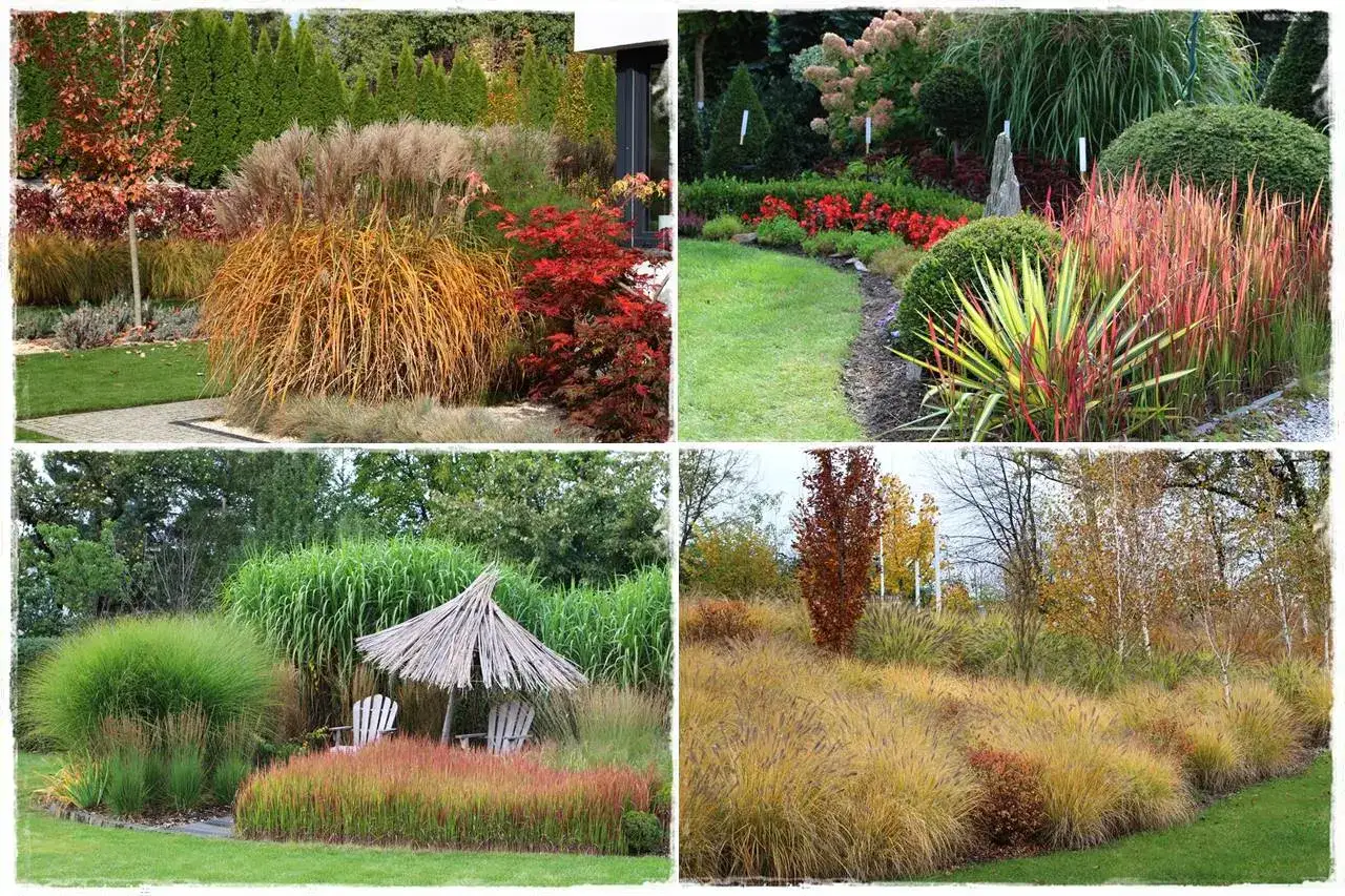 Piękne trawy ozdobne aranżacje w ogrodzie. Złote i czerwone pióropusze traw tworzą malownicze kompozycje z zielenią i krzewami.