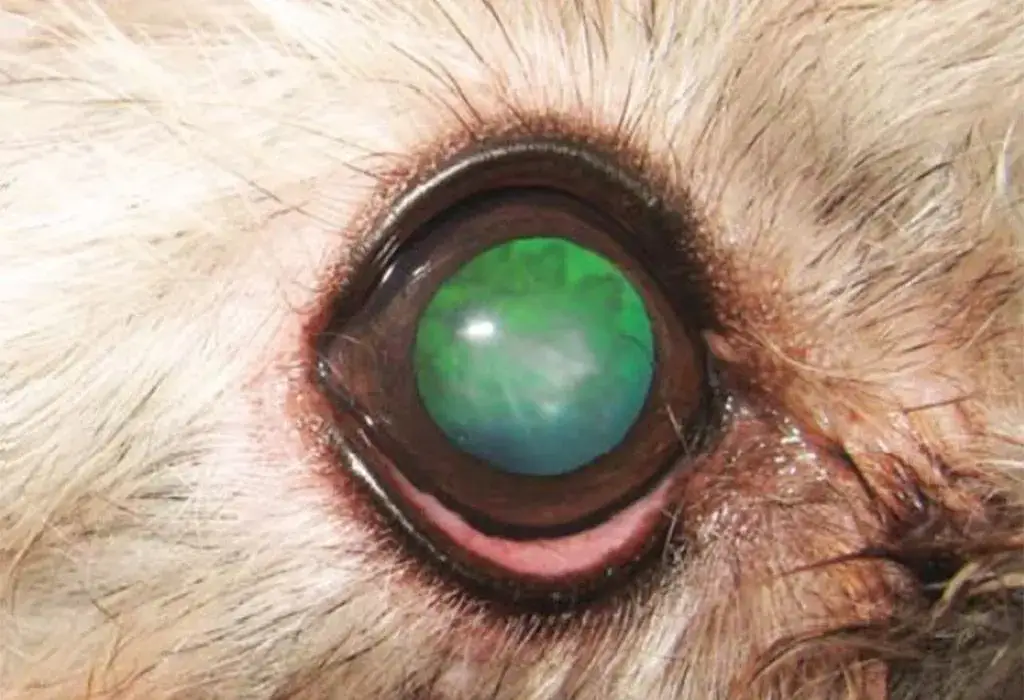 Skuteczne metody leczenia zaćmy u psa i poprawa widzenia