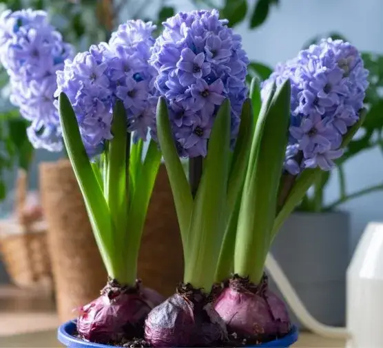 Hiacynt w doniczce: Jak długo kwitnie? Sekrety długiego kwitnienia