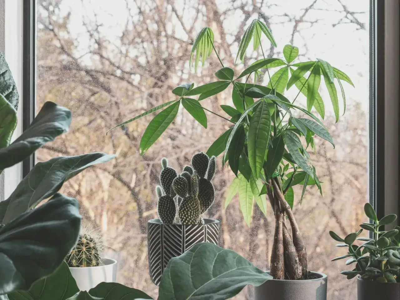 Pachira wodna, kaktusy i sukulent na parapecie. Pachira jaka ziemia? Ta roślina lubi przepuszczalne podłoże.