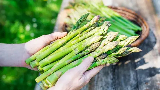 Kiedy kończy się sezon na szparagi? Sprawdź, by nie przegapić!
