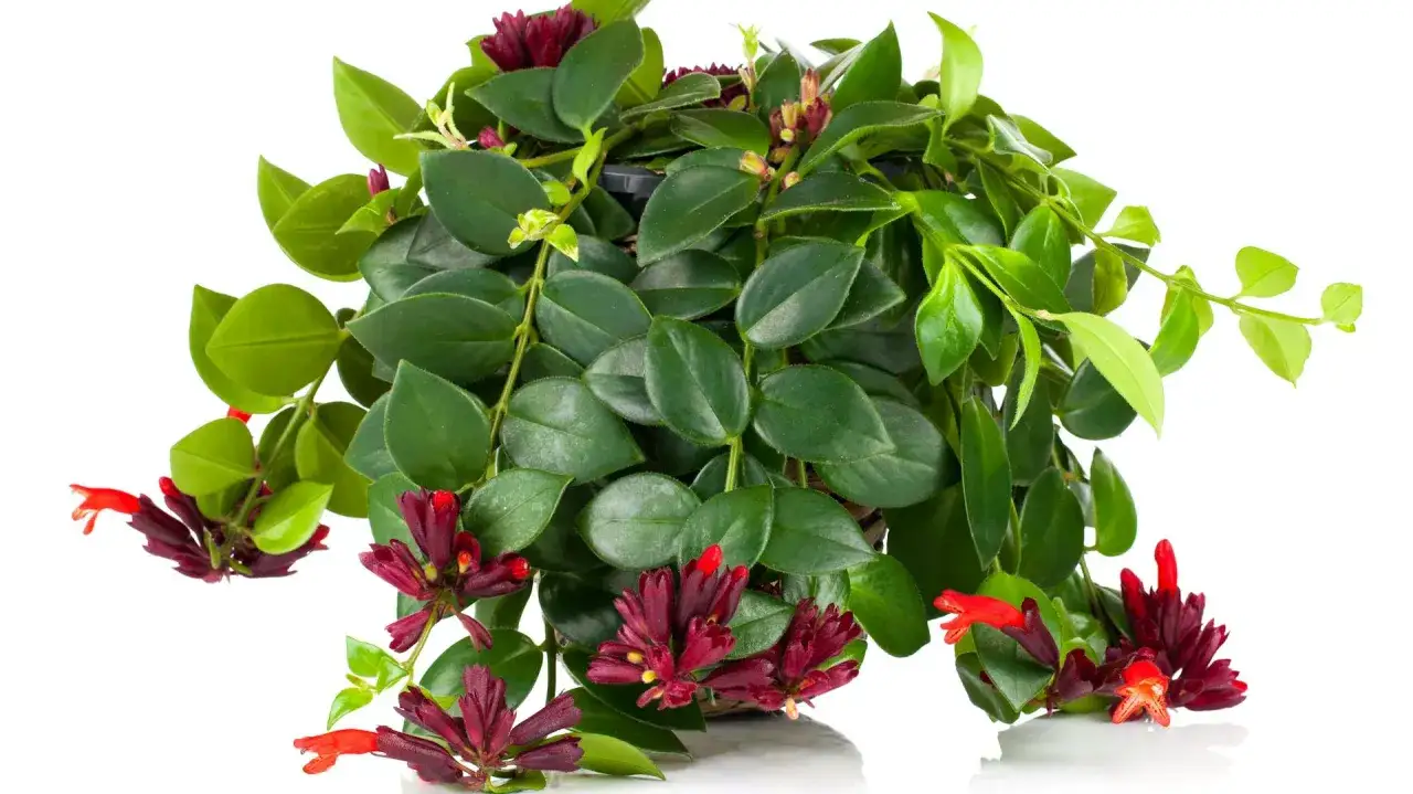 Eszynantus wspaniały pielęgnacja: bujne, zielone liście i efektowne, czerwono-bordowe kwiaty w kształcie ust.