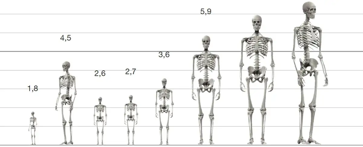 Ile wzrostu mieli ludzie w średniowieczu? Zaskakujące różnice społeczne