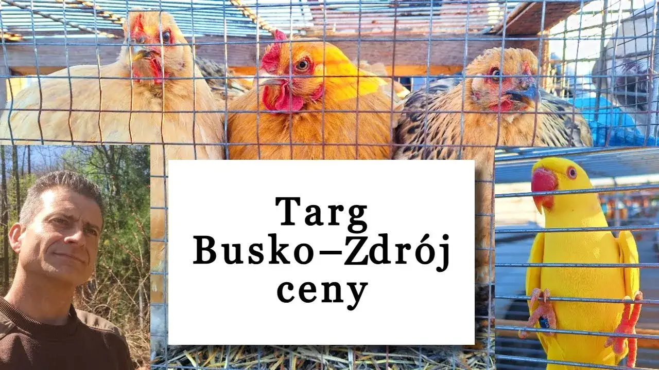 Kiedy jest giełda zwierząt w Busku-Zdroju? Sprawdź szczegóły!