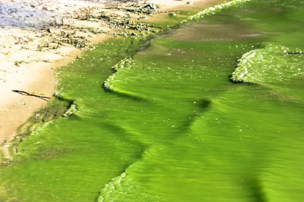 Jak wyglądają sinice w Bałtyku? Zaskakujące fakty i objawy
