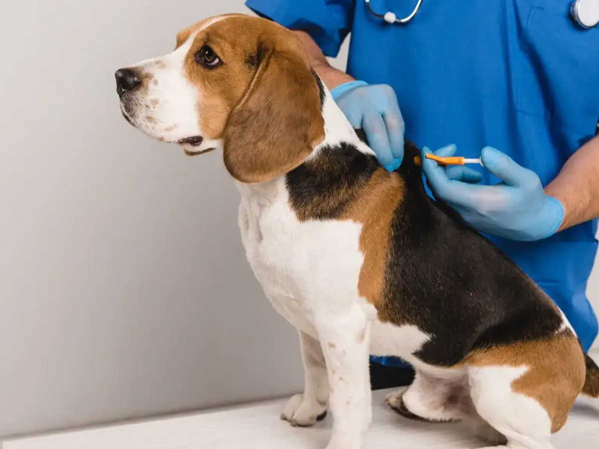 Czipowanie psa: Czy to boli i jak działa baza danych? Sprawdź!