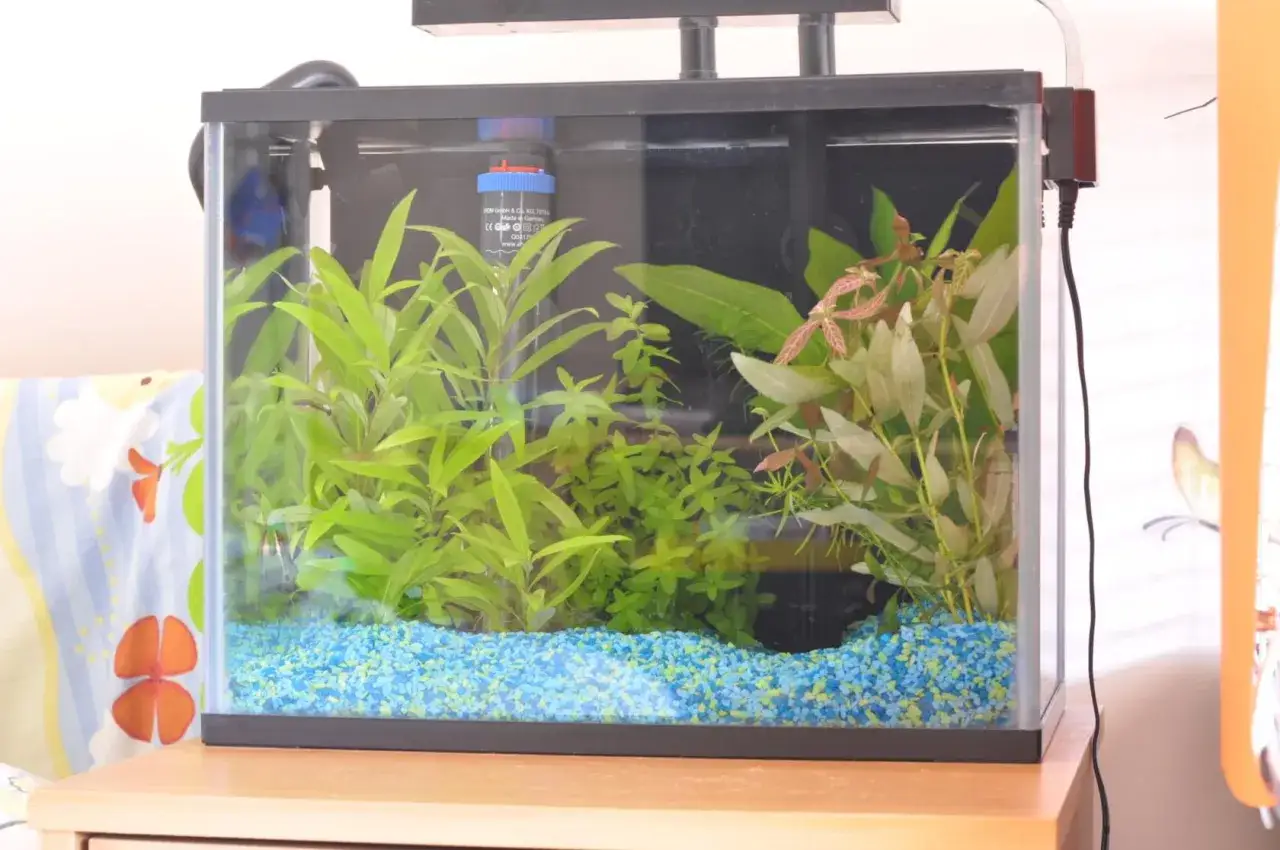 Rośliny do akwarium 25l: Klucz do sukcesu nawet dla początkujących!