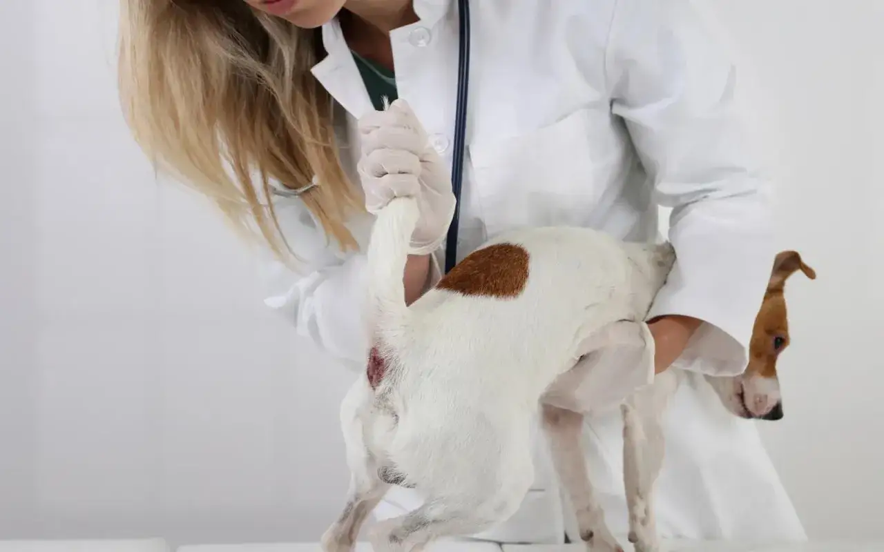 Saneczkowanie u psa? Poznaj objawy zapalenia gruczołów i pomóż!