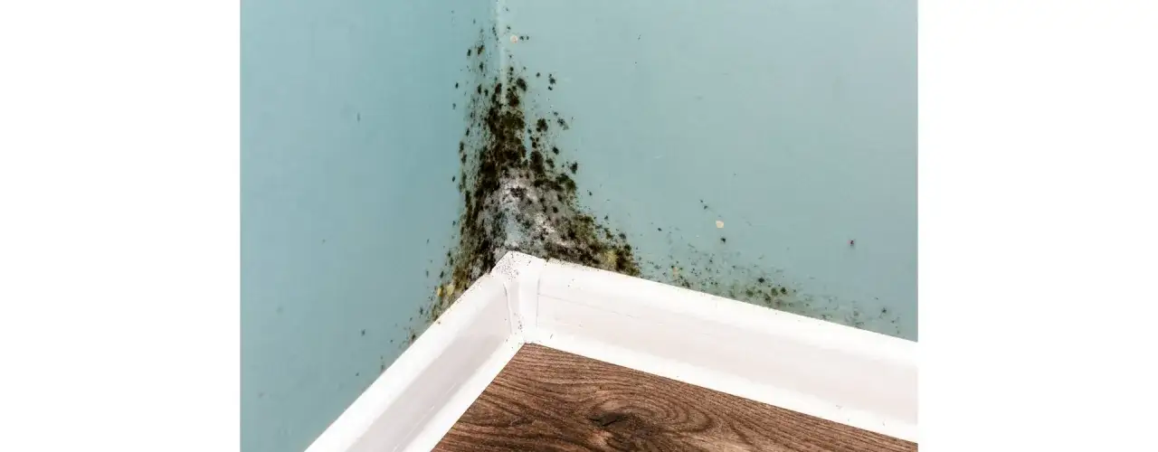 Jak usunąć wilgoć ze ściany domowe sposoby, które naprawdę działają