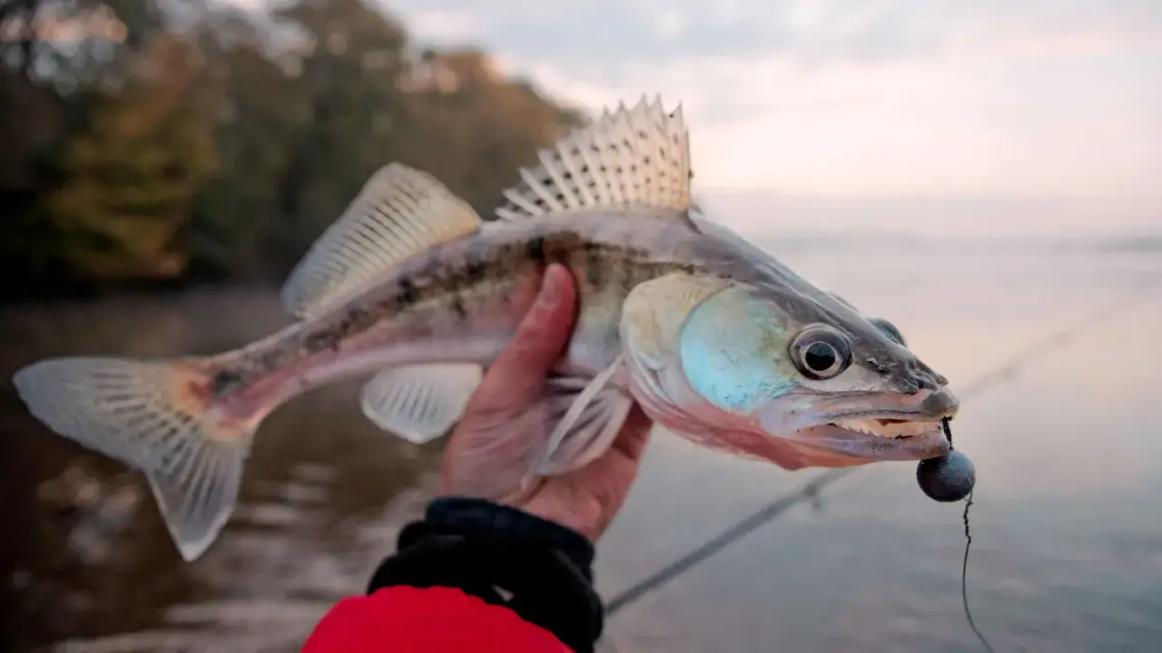 Złowiony sandacz z przynętą w pysku. To dowód, że najlepsze przynęty na sandacza działają!