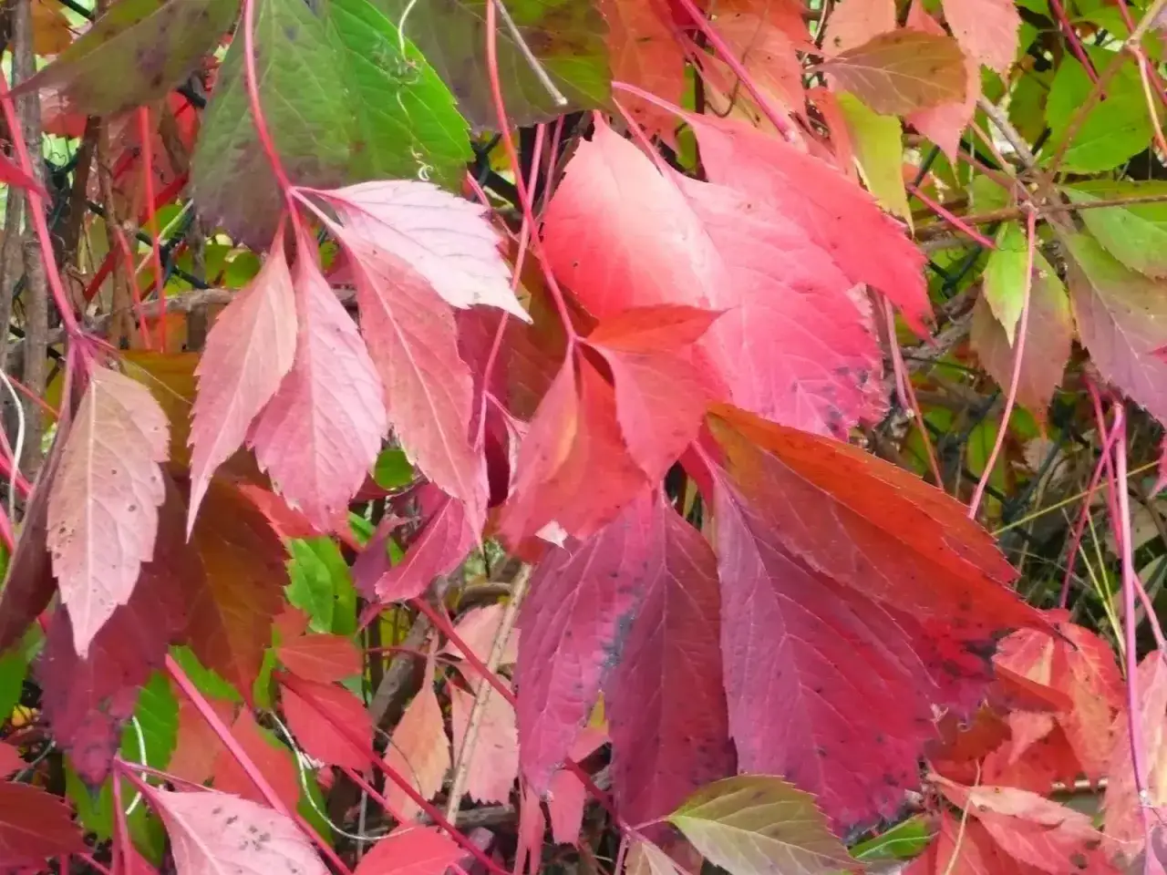 Jesienny wiatr wiersz. Liście winobluszczu mienią się odcieniem czerwieni i zieleni, jakby tańczyły w rytm jesiennej melodii.