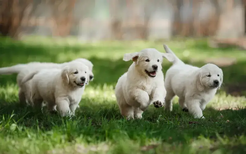 Gdzie kupić Golden Retrievera? Uniknij pseudohodowli! Poradnik