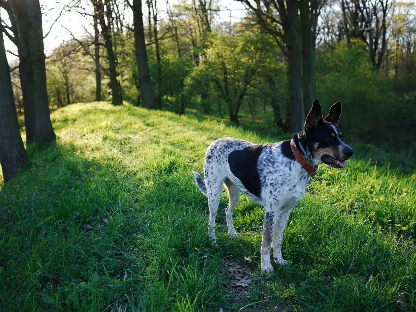 Pies bez smyczy? Art. 77 KW: Mandaty, pogryzienie, odpowiedzialność