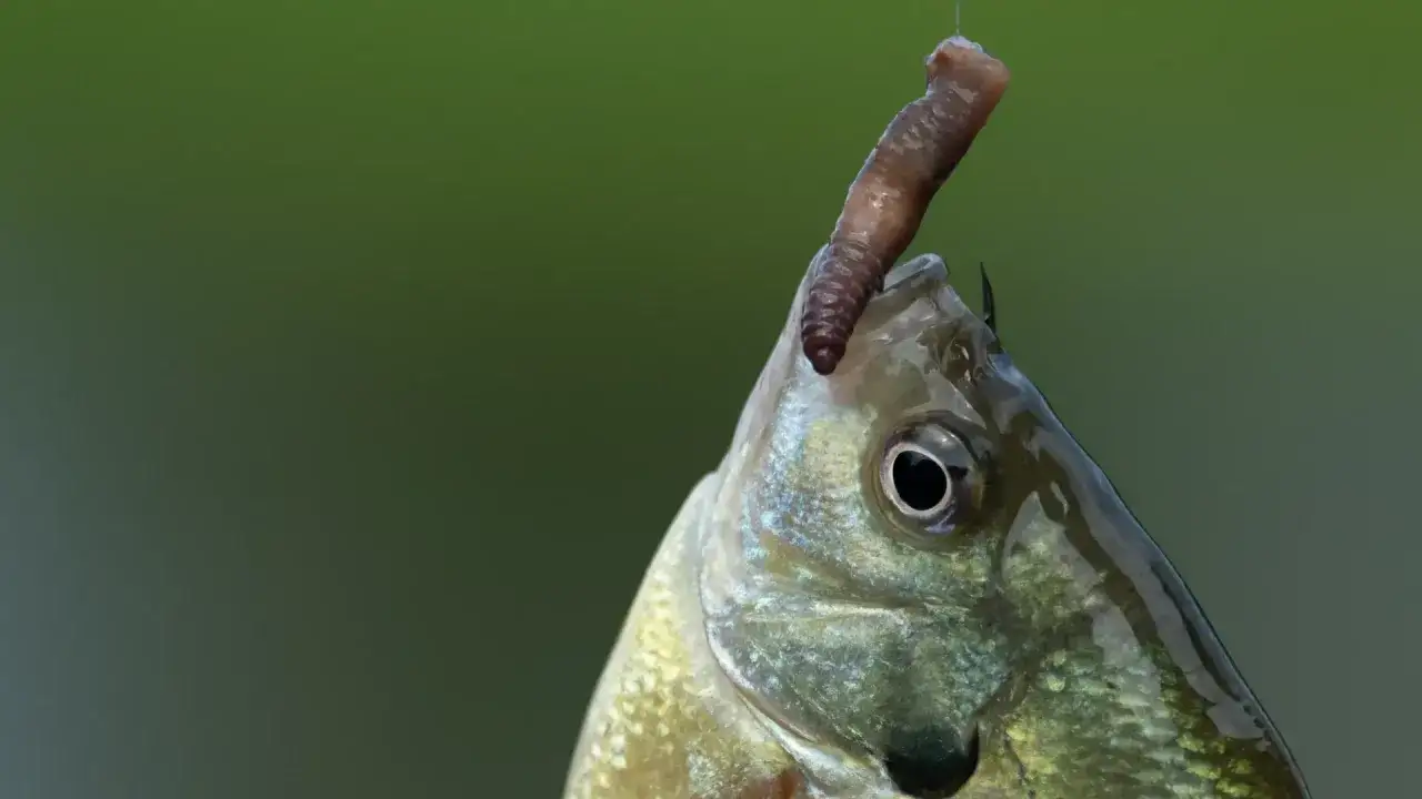 Ryba z haczykiem i robakiem w pysku na zielonym tle.