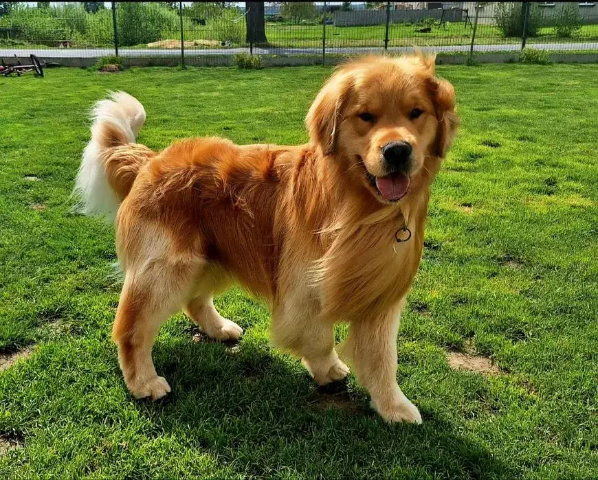 Golden retriever bez rodowodu: Pozorna oszczędność czy pułapka?