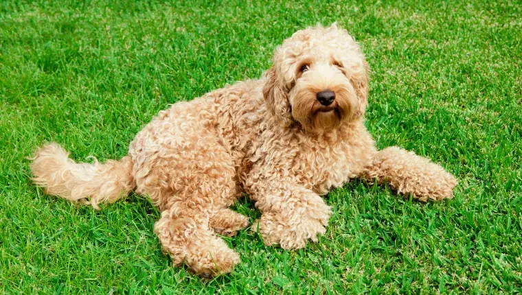 Psy którym nie wypada sierść – idealne rasy dla alergików i czystości w domu