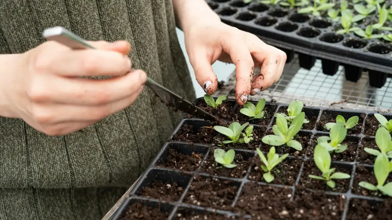 Dłonie z ziemią pomagają młodym roślinom w ukorzenianiu w ziemi, delikatnie je przesadzając.