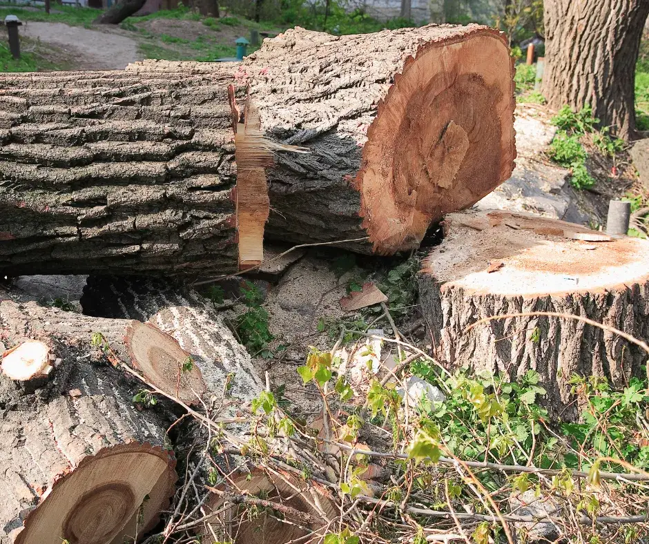 Wycinka drzew do kiedy? Sprawdź, by uniknąć kary i problemów