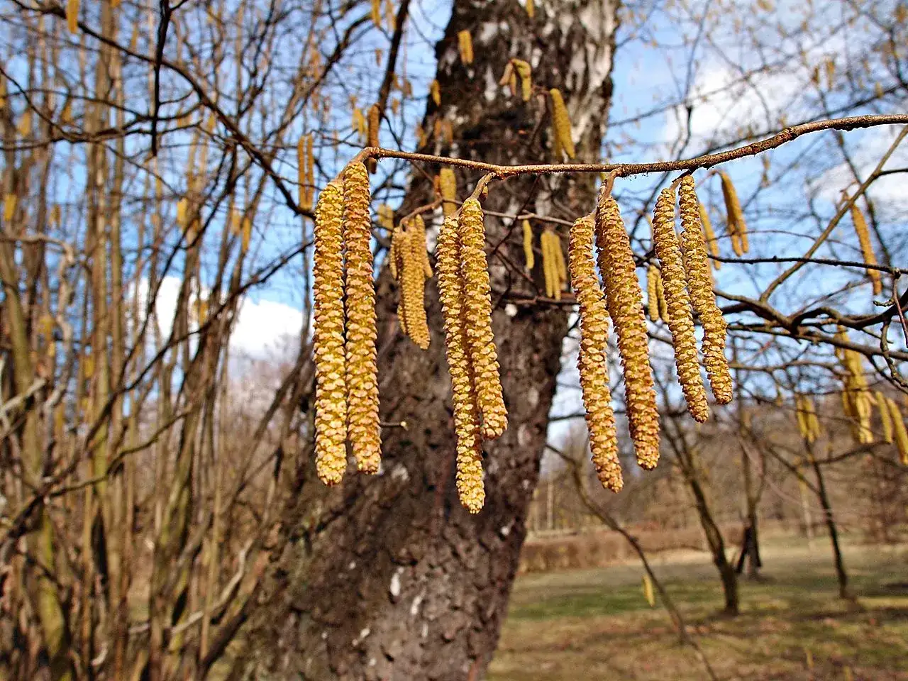 Leszczyna kwitnie: Kiedy i jak rozpoznać jej niezwykłe kwiaty?