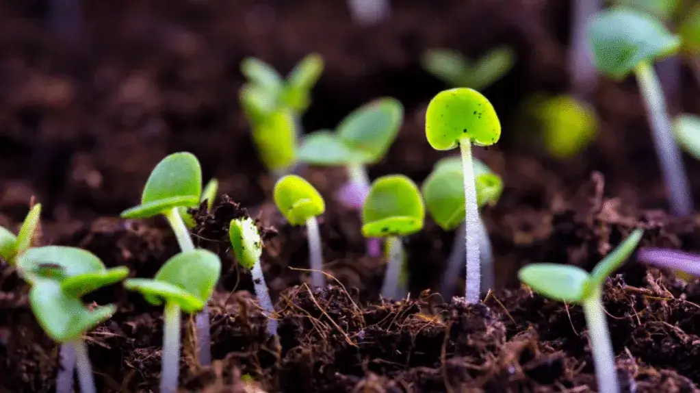 Co sieje w maju? Odkryj najlepsze rośliny do siewu w ogrodzie