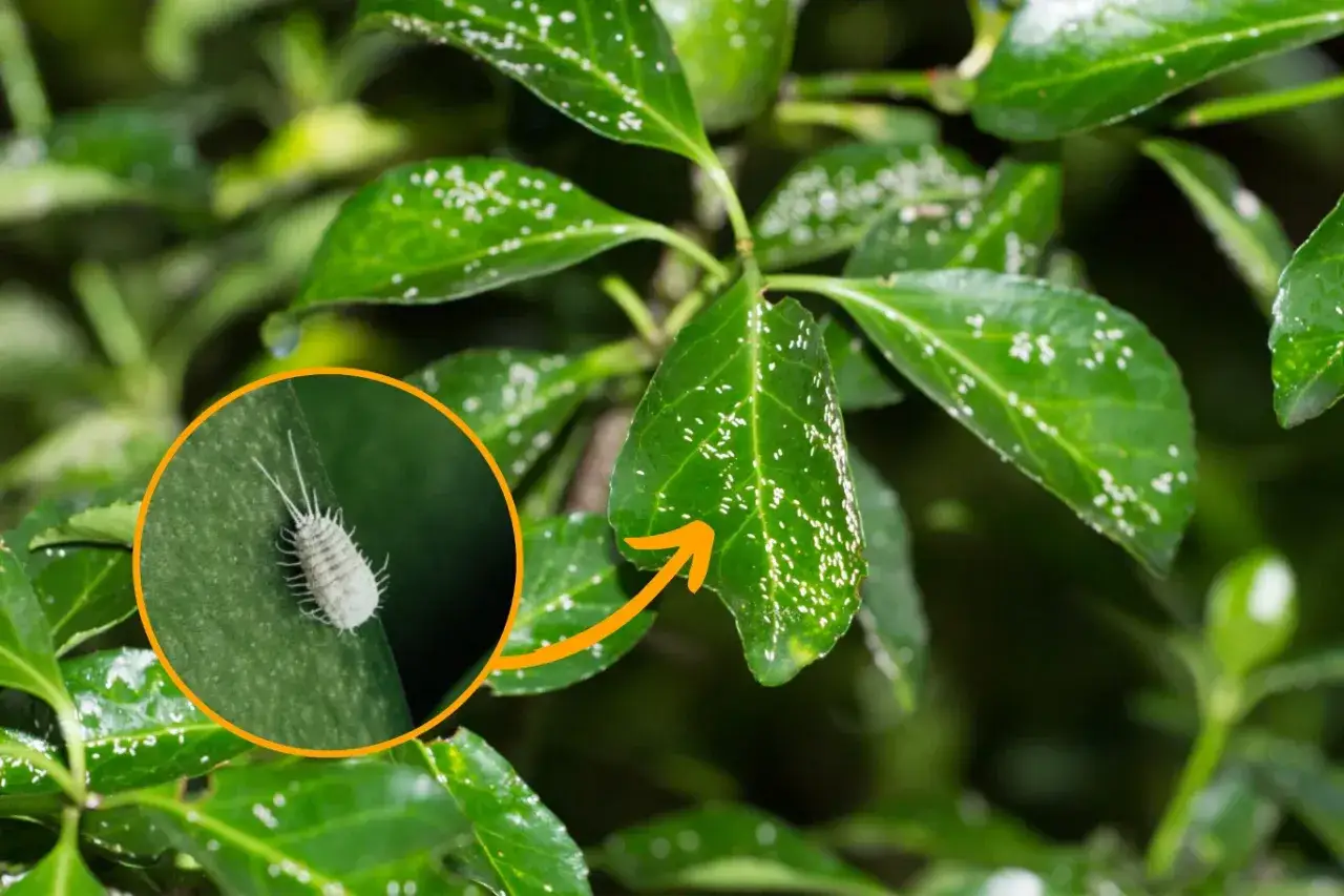 Wełnowiec jak się pozbyć? Zbliżenie na listek z widocznym szkodnikiem i białymi kropkami na liściach rośliny.