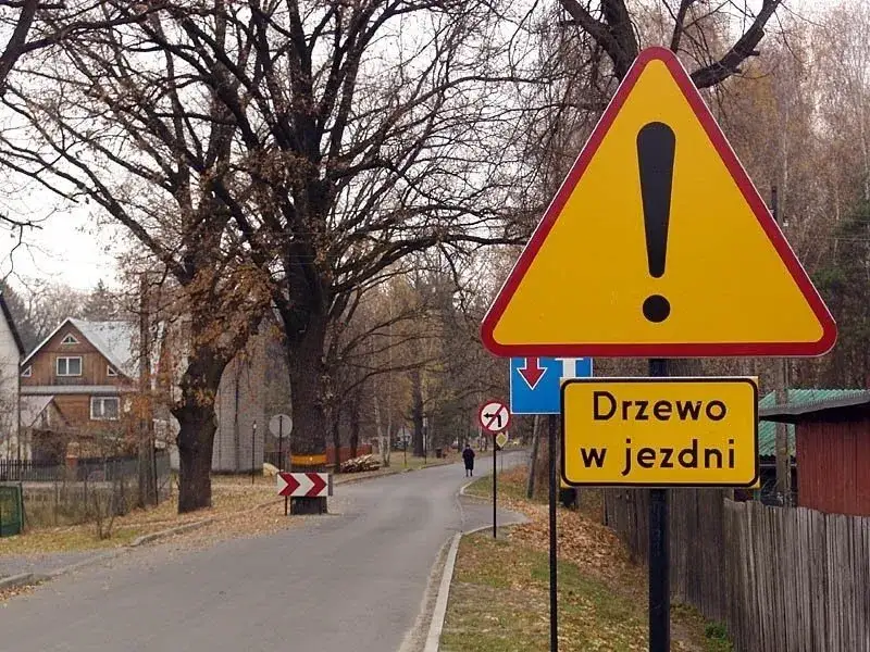 Czy trzeba zgłaszać wycinkę drzew? Sprawdź, aby uniknąć kar