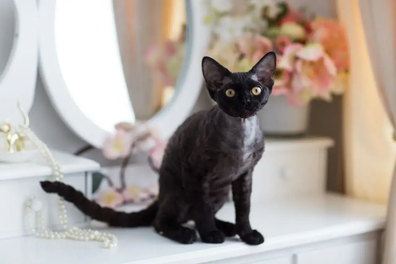 Czarny kot rasy Devon Rex z kręconą sierścią siedzi na białej komodzie obok lustra i kwiatów.