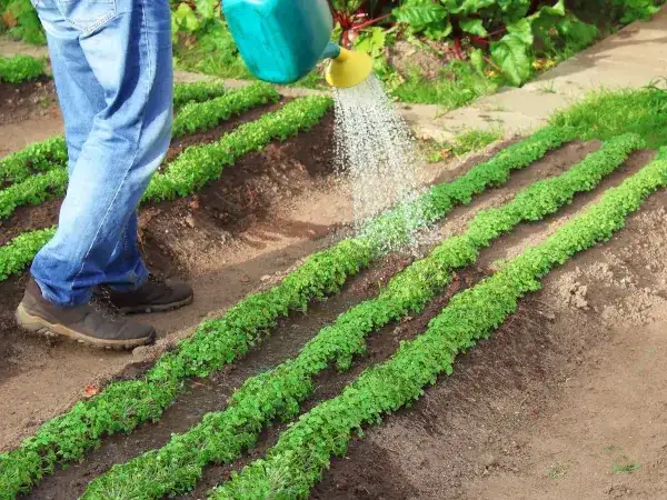 Zastosowanie humusu w płynie: Praktyczne porady dla ogrodników