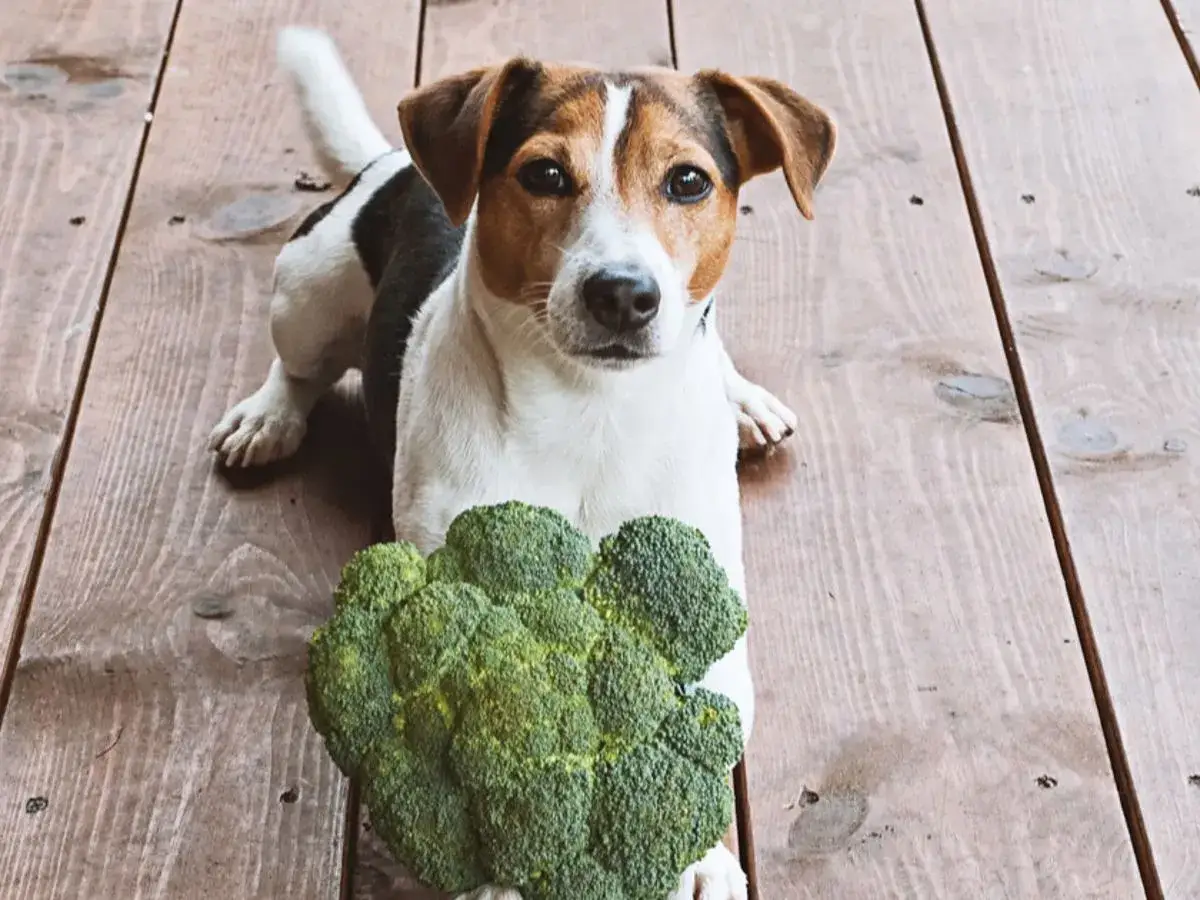 Jack Russell z zaciekawieniem patrzy na brokuły. Czy pies może jeść brokuły? To pytanie nurtuje wielu właścicieli czworonogów.