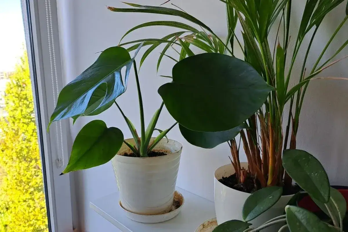 Kwitnąca monstera: Rzadki cud czy realny cel w domu?